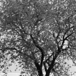 13pc Arbor PEVA Shower Curtain And Rings Set Black - Zenna Home -Bathroom Products Store GUEST cbe3f71e 00ba 4471 a0ef 7d2d04249e2d